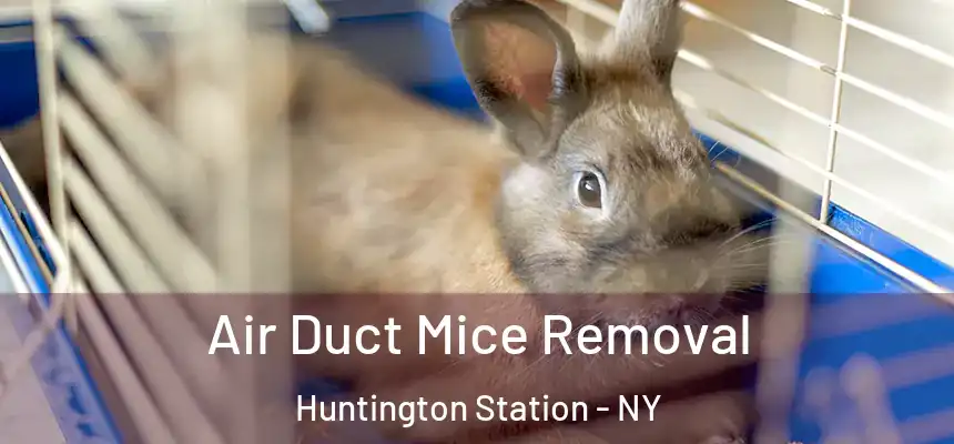  Air Duct Mice Removal Huntington Station - NY