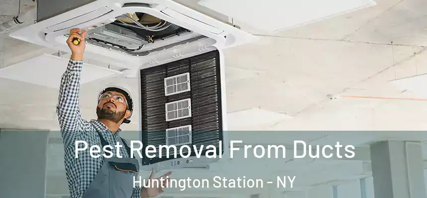 Pest Removal From Ducts Huntington Station - NY